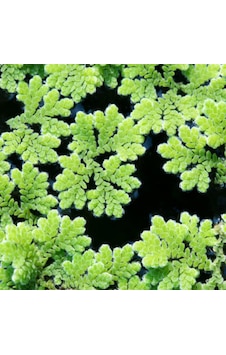 Ayrex Azolla Caroliniana 30 Cc Kapta Su Üstü Bitkisi Yavru Saklanması İçin Akvaryum, Havuz Bitkisi Ayrex Azolla Caroliniana 30 Cc Kapta Su Üstü Bitkisi Yavru Saklanması İçin Akvaryum, Havuz Bitkisi