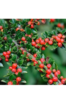 Thebestonline Herdem Yeşil Dağ Muşmulası, Cotoneaster, Saksıda Thebestonline Herdem Yeşil Dağ Muşmulası, Cotoneaster, Saksıda