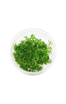 Proserpinaca Palustris Cuba In Cup Canlı Bitki Proserpinaca Palustris Cuba In Cup Canlı Bitki