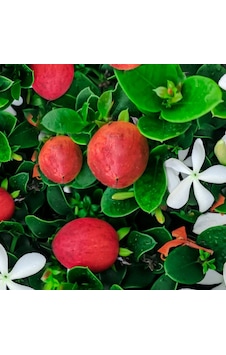 Natal Eriği Fidanı Nadir Egzotik Kırmızı Meyveli Tropikal Çalı Carissa Macrocarpa