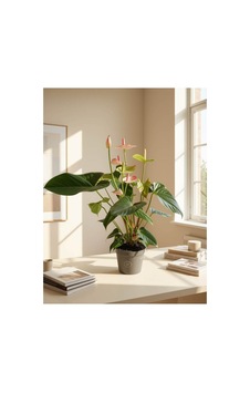 Pembe Antoryum / Flamingo Çiçeği Anthurium Andraeanum 70-80 Cm Pembe Antoryum / Flamingo Çiçeği Anthurium Andraeanum 70-80 Cm