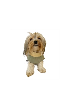 Kemique Chamois BB Köpekler için Güderi Görünümlü Ceket Kemique Chamois BB Köpekler için Güderi Görünümlü Ceket