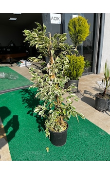 Ficus Benjamin Bitkisi Ficusbenjamin Ficus Benjamin Bitkisi Ficusbenjamin