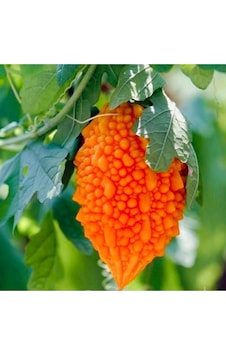 10-15 Adet Kudret Narı Tohumu 10-15 Adet Kudret Narı Tohumu