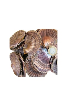 Tahtakale Toptancı Pecten Dıegensis Kiloluk Deniz Kabuğu 1 Kg Tahtakale Toptancı Pecten Dıegensis Kiloluk Deniz Kabuğu 1 Kg