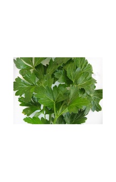 D Giant İtaliana Maydanoz İthal 10 Gram D Giant İtaliana Maydanoz İthal 10 Gram