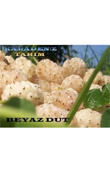Beyaz Dut Fidanı Tüplü Beyaz Dut Fidanı Tüplü