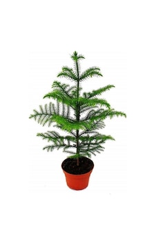 Salon Çamı Arokarya Araucaria 50 60 Cm Ev Bitkisi Ofis Bitkisi Sa Salon Çamı Arokarya Araucaria 50 60 Cm Ev Bitkisi Ofis Bitkisi Sa