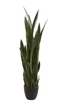 Kılıç Çiçeği Paşa Kılıcı 40-60 Cm Peygamber Kılıcı Ev Bitkisi Ofis Bitkisi Salon Bitkisi Kılıç Çiçeği Paşa Kılıcı 40-60 Cm Peygamber Kılıcı Ev Bitkisi Ofis Bitkisi Salon Bitkisi