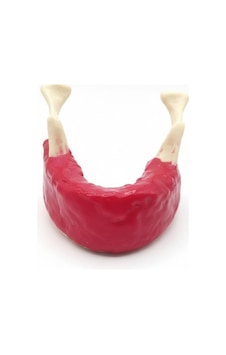 Diş Hekimliği Öğrenci Eğitim Modeli - Alt Çene Mandibula İmplant Çalışma Seti