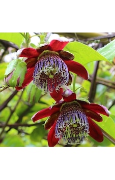 Tohumculuk Karışık Renkli Passiflora Çiçeği Tohumu 5 Tohum Tohumculuk Karışık Renkli Passiflora Çiçeği Tohumu 5 Tohum