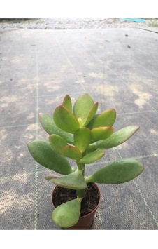 Para Çiçeği Fidanı 10-20 Cm