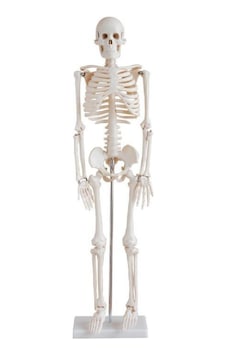 İnsan İskeleti Modeli 45Cm Kaideli İnsan İskeleti Modeli 45Cm Kaideli