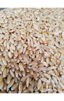 10kg Elenmis Kirmizi Buğday 10kg Elenmis Kirmizi Buğday
