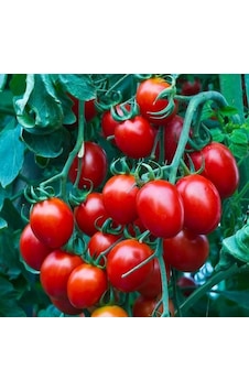 Nadir Herliom Red Cherry Domates Tohumu 15 Tohum Nadir Herliom Red Cherry Domates Tohumu 15 Tohum