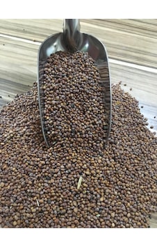 İri Turp Tohumu 1 KG