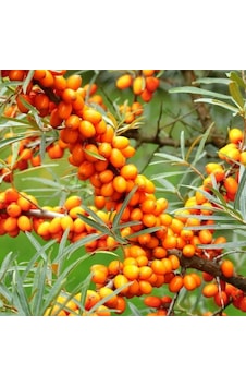 Tüplü Hippophae Rhamnoides Şifalı Yabani Yalancı İğde Fidanı Tüplü Hippophae Rhamnoides Şifalı Yabani Yalancı İğde Fidanı
