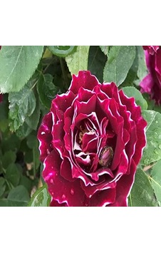 Tr Kokulu Clove Rose Karanfil Yediveren Sarmaşık Gül 5 Adet Tr Kokulu Clove Rose Karanfil Yediveren Sarmaşık Gül 5 Adet