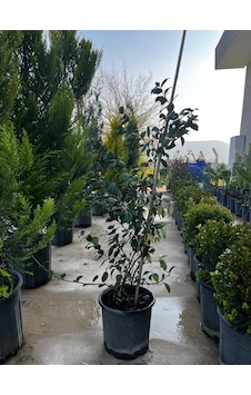 Yasemin Sarmaşığı Yasemin Sarmaşığı