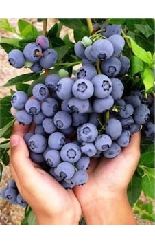 20 Adet Tohum Nadir Organik Yabani Yaban Mersini Tohumu Yeni Mahsul Siyah Yaban Mersini Saksı Toprak 20 Adet Tohum Nadir Organik Yabani Yaban Mersini Tohumu Yeni Mahsul Siyah Yaban Mersini Saksı Toprak