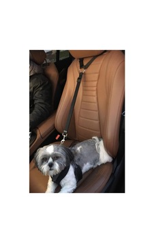 Evcil Hayvan Araç Araba Oto Koltuk Başlığına Takılan Kemer Tasma Emniyet Kemeri Kedi Köpek Genel Evcil Hayvan Araç Araba Oto Koltuk Başlığına Takılan Kemer Tasma Emniyet Kemeri Kedi Köpek Genel