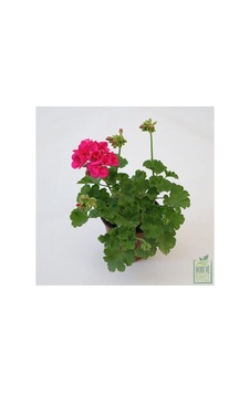 Pastel Kırmızı Sardunya Çiçeği Fidesi 10-20 Cm Pastel Kırmızı Sardunya Çiçeği Fidesi 10-20 Cm