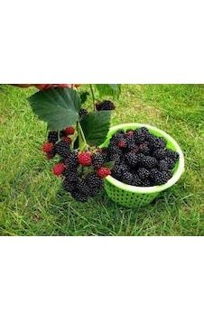 Jumbo Böğürtlen Fidanı Dikensiz\açık Köklü - 20-40 Cm Jumbo Böğürtlen Fidanı Dikensiz\açık Köklü - 20-40 Cm