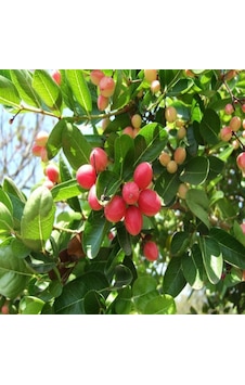 Natal Eriği Tohumu 3 Tohum N114028
