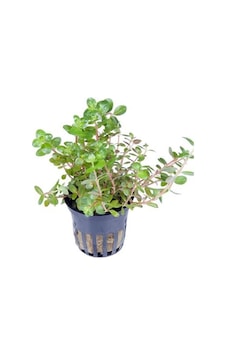 Rotala Rotundifolia Saksı Canlı Bitki