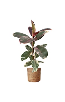 Thebestonline Pembe Alacalı Kauçuk, 60-80 Cm Thebestonline Pembe Alacalı Kauçuk, 60-80 Cm