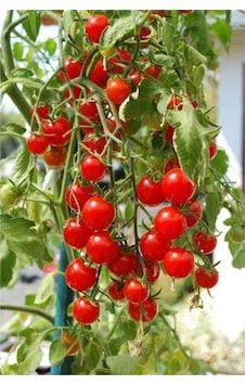Domates Tohumu Salkım Domates 50 Adet Organik Tohum Domates Tohumu Salkım Domates 50 Adet Organik Tohum