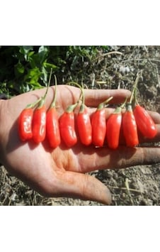 3 Adet Goji Berry Fidanı Damaye Tüplü 20 Cm 12 Ay Dikim 3 Adet Goji Berry Fidanı Damaye Tüplü 20 Cm 12 Ay Dikim
