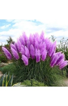 Tohum Dünyam 50 Adet Daisy Garden Purple Pampas Tohumu Diğer