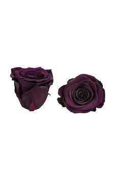 Rose Amor Mor Renk Mini Şoklanmış Gül 767 Rose Amor Mor Renk Mini Şoklanmış Gül 767