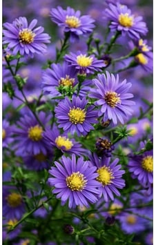 Aster Papatya Mor 25 Adet Tohum