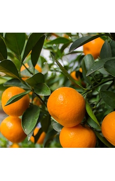 Tüplü Aşılı Lezzetli Çeşit Fremont Mandalina Fidanı