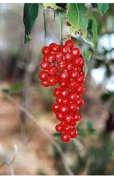 Bahçevilya 1 Adet 2 Yaşında Tüplü Frenk Üzümü Fidanı Ribes Rubrum Bahçevilya 1 Adet 2 Yaşında Tüplü Frenk Üzümü Fidanı Ribes Rubrum
