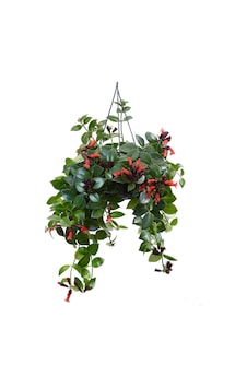 Askılı Saksıda Ruj Çiçeği Aeschynanthus Sarmaşığı Askılı Saksıda Ruj Çiçeği Aeschynanthus Sarmaşığı
