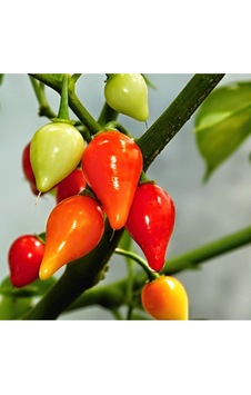 Acı Top Biber Tohumu 20 Biquinho Pepper Ata Tohumu Bahçeden Acı Top Biber Tohumu 20 Biquinho Pepper Ata Tohumu Bahçeden