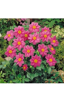 Miracle Karışık Renkli Bodur Mignon Rose Dahlia Yıldız Çiçeği Toh Miracle Karışık Renkli Bodur Mignon Rose Dahlia Yıldız Çiçeği Toh