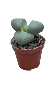 Pleiospilos Nelii (Taş Kaktüs) Ø8,5 CM Y10-15 CM Pleiospilos Nelii (Taş Kaktüs) Ø8,5 CM Y10-15 CM