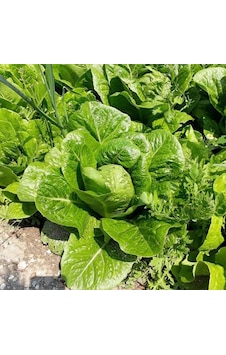 Geleneksel Doğal Kasam Yedikule Marul Fidesi 5 Adet Geleneksel Doğal Kasam Yedikule Marul Fidesi 5 Adet