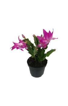 Schlumbergera - Yılbaşı Çiçeği Pembe Renk - 878010233