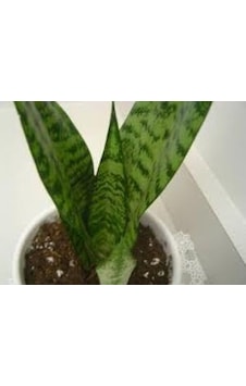 Sansevieria Cylindrica Paşa Kılıcı 20-40 Cm Sansevieria Cylindrica Paşa Kılıcı 20-40 Cm