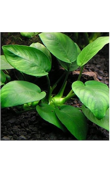 Anubias Barteri Var. Nana 1 Ad L233 Anubias Barteri Var. Nana 1 Ad L233