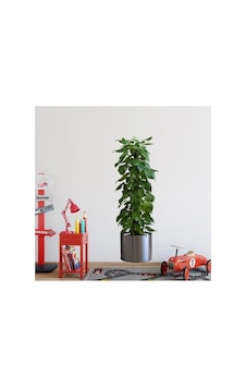 Zenviya21 Saksılı Bitki Tasarımlı Yapışkanlı Sticker Resim Zenya785 Renkli Zenviya21 Saksılı Bitki Tasarımlı Yapışkanlı Sticker Resim Zenya785 Renkli