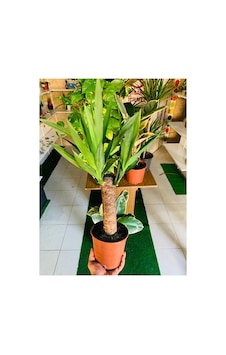 Yucca Massengena Bitkisi Yufka Salon Bitkisi Yucca Massengena Bitkisi Yufka Salon Bitkisi