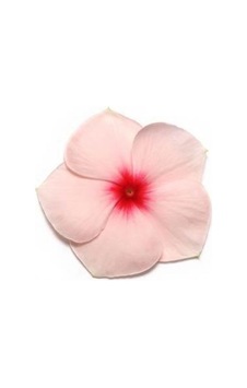 Vinca Rosea Pacifica Rozet Çiçeği F1 10 Adet Tohum Vinca Rosea Pacifica Rozet Çiçeği F1 10 Adet Tohum