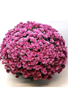 Özel Çeşit Branglobe Pink Pembe Kasımpatı Çiçeği Fidesi 1 Adet Özel Çeşit Branglobe Pink Pembe Kasımpatı Çiçeği Fidesi 1 Adet