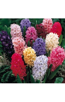 Hyacinthus Karışık Mix Sümbül Soğanı 10 Adet Hyacinthus Karışık Mix Sümbül Soğanı 10 Adet